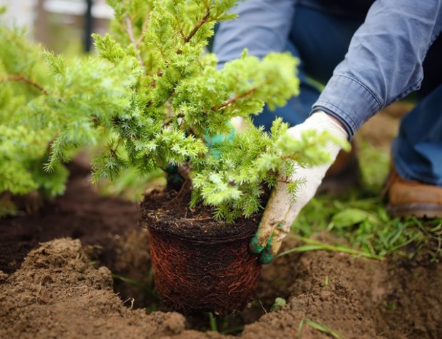 Top 7 lessons from last year's gardening