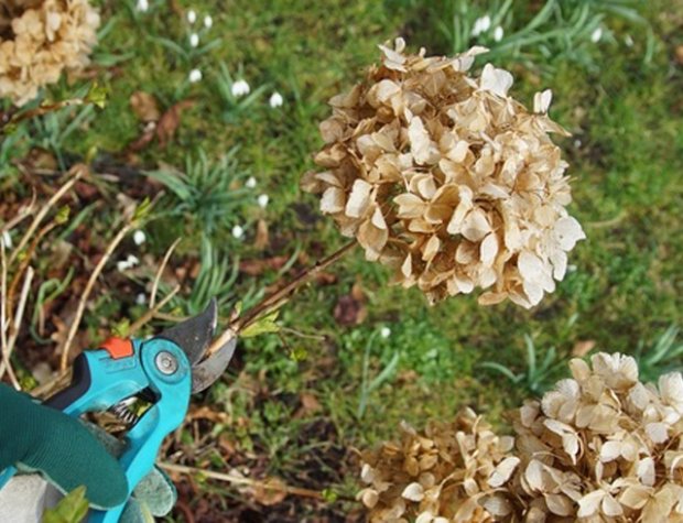 Top 15 gardening tips for March