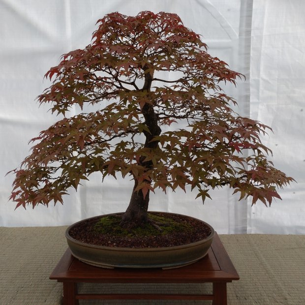 Bonsai Show 2022