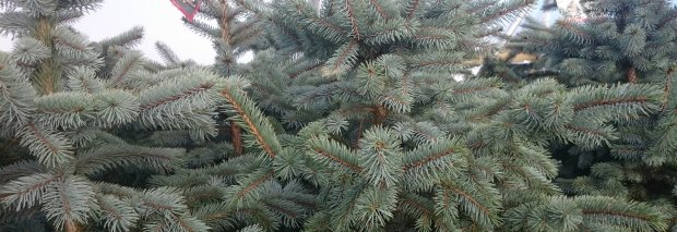 Christmas and New Year Opening Times