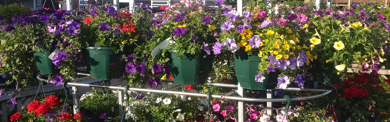 Hanging Baskets