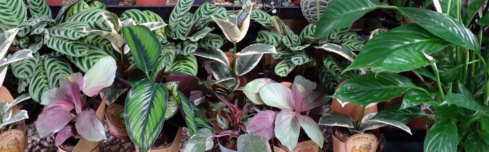 Houseplants