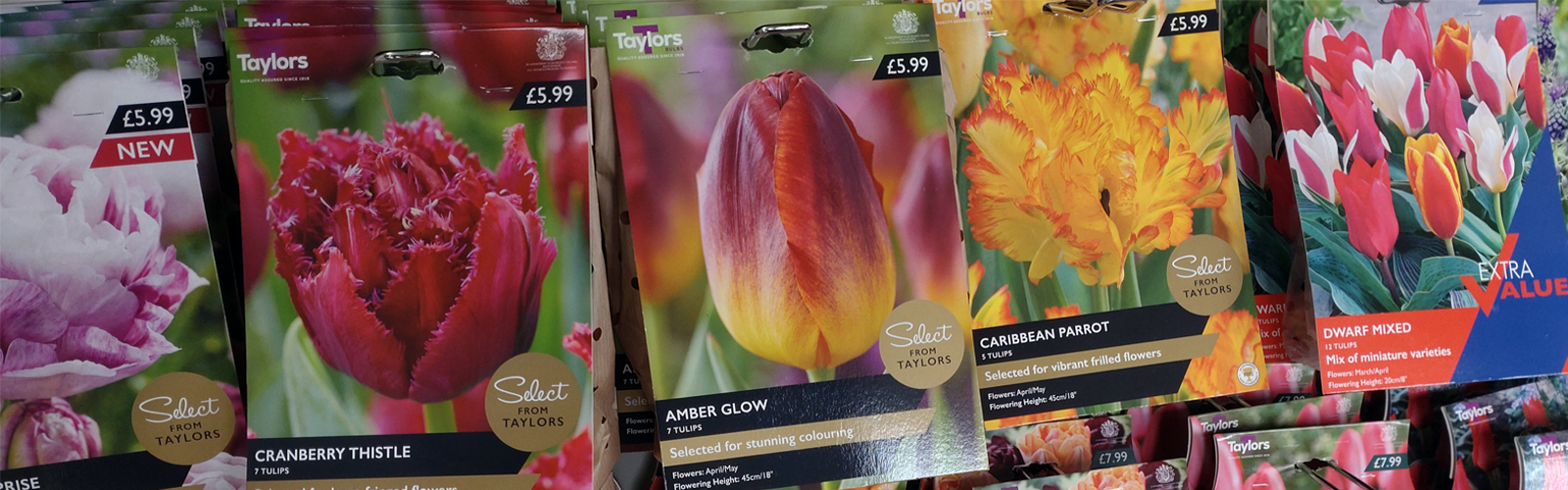 Time to plant bulbs