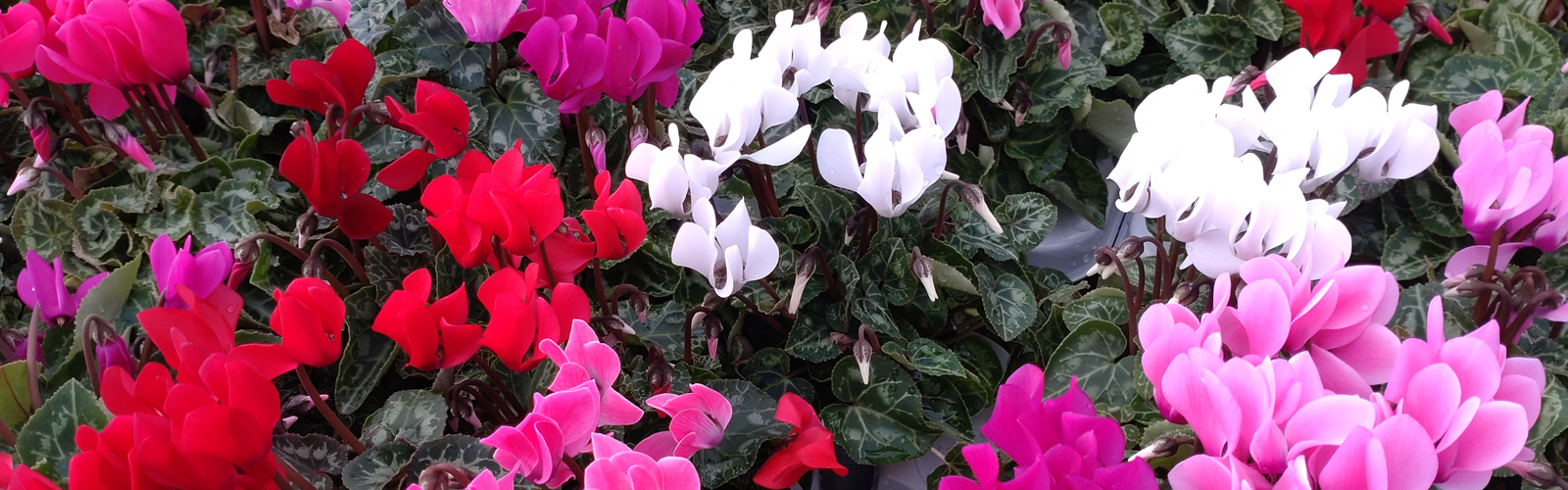 Autumn Flowers