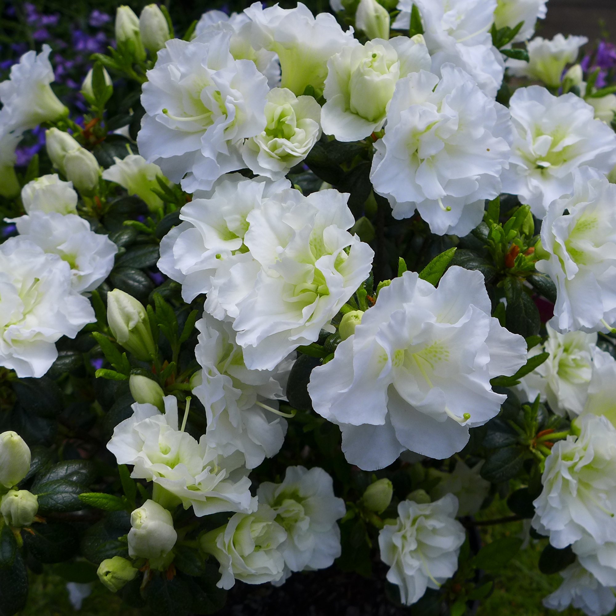 EVERGREEN AZALEA 'Snow Pearl' 2L - Willowbrook Nursery and Garden Centre