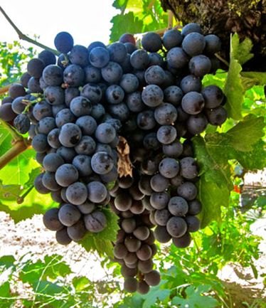 Grapevine (Vitis) 'Black Hamburgh' (Indoor)(G/B/D) 3L