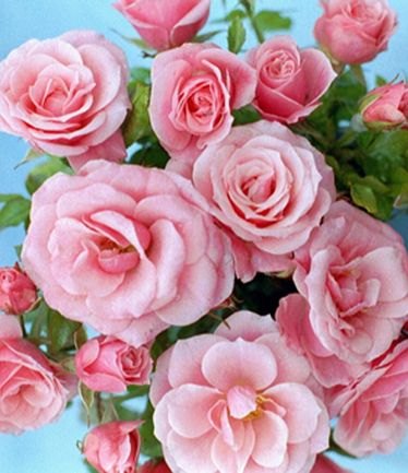 Rose 'Pretty Polly' 3Ldp / 5Ldp - Willowbrook Nursery and Garden Centre