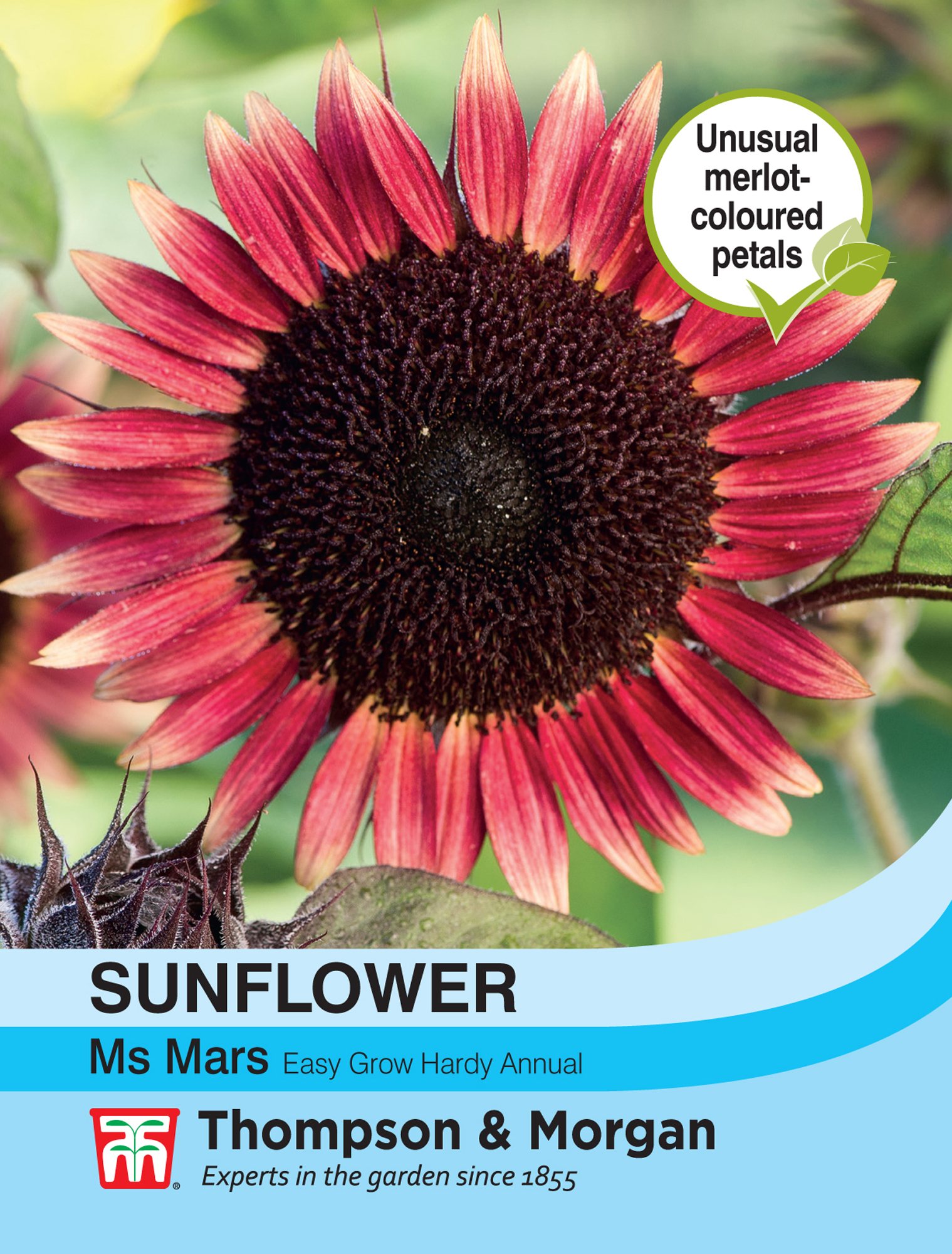 Thompson and Sunflower Ms Mars Willowbrook Nursery and Garden