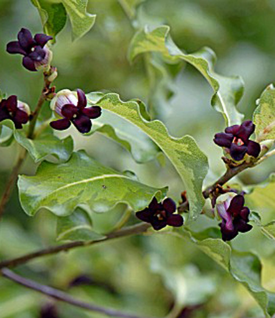 Pittosporum tenuifolium 'Margaret Turnbull' 3L Willowbrook Nursery
