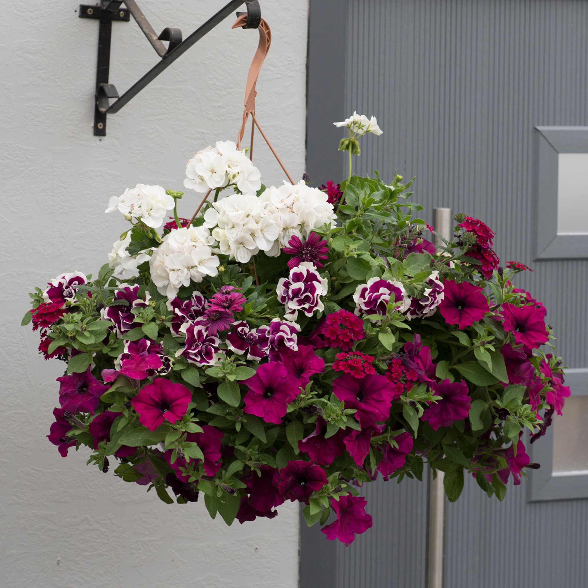 Hanging Basket 'Berry Swirl' 30cm Willowbrook Nursery and Garden Centre