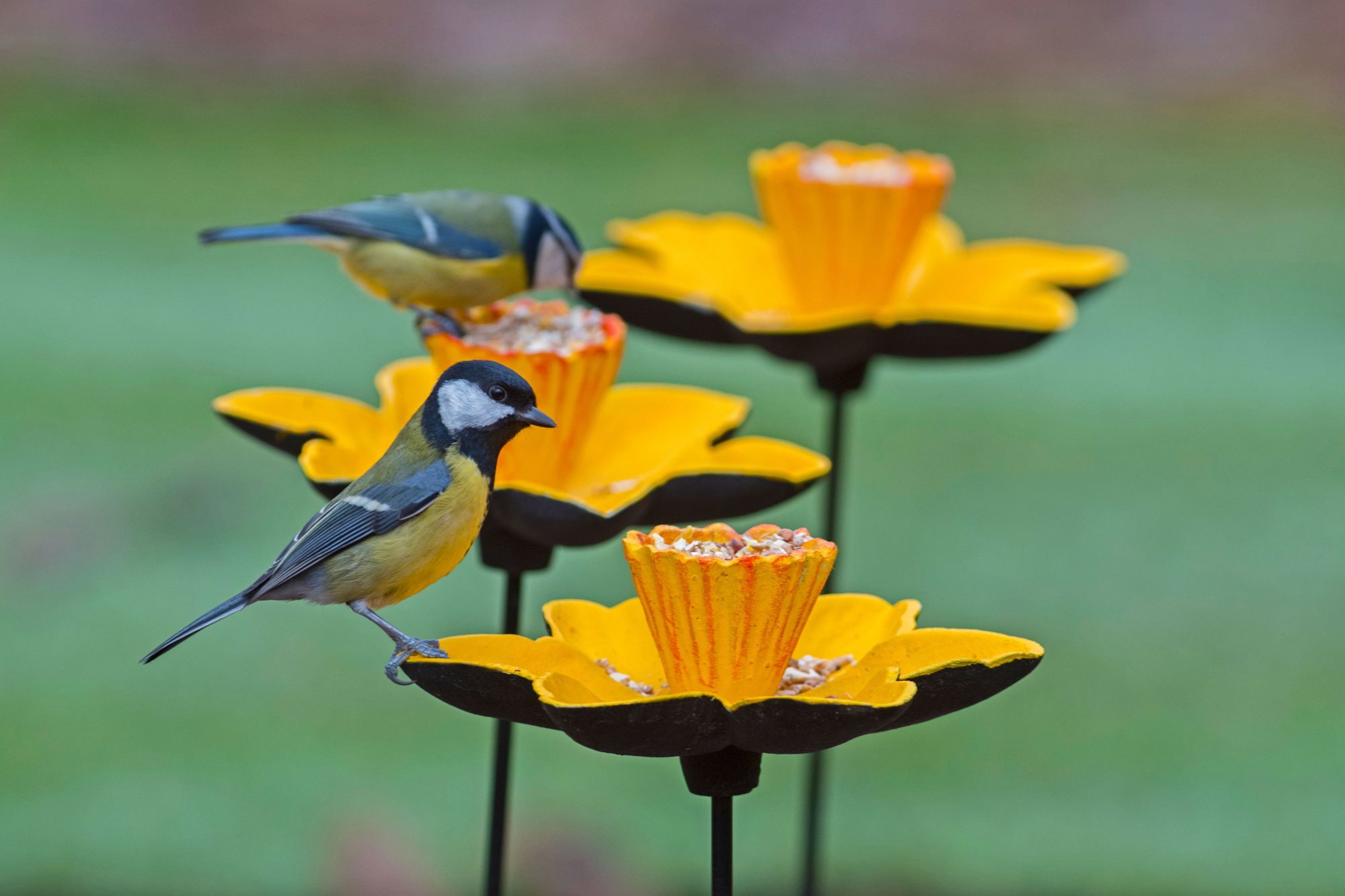 Gardman GARDMAN MARIE CURIE Cast Iron Daffodil Feeder Willowbrook
