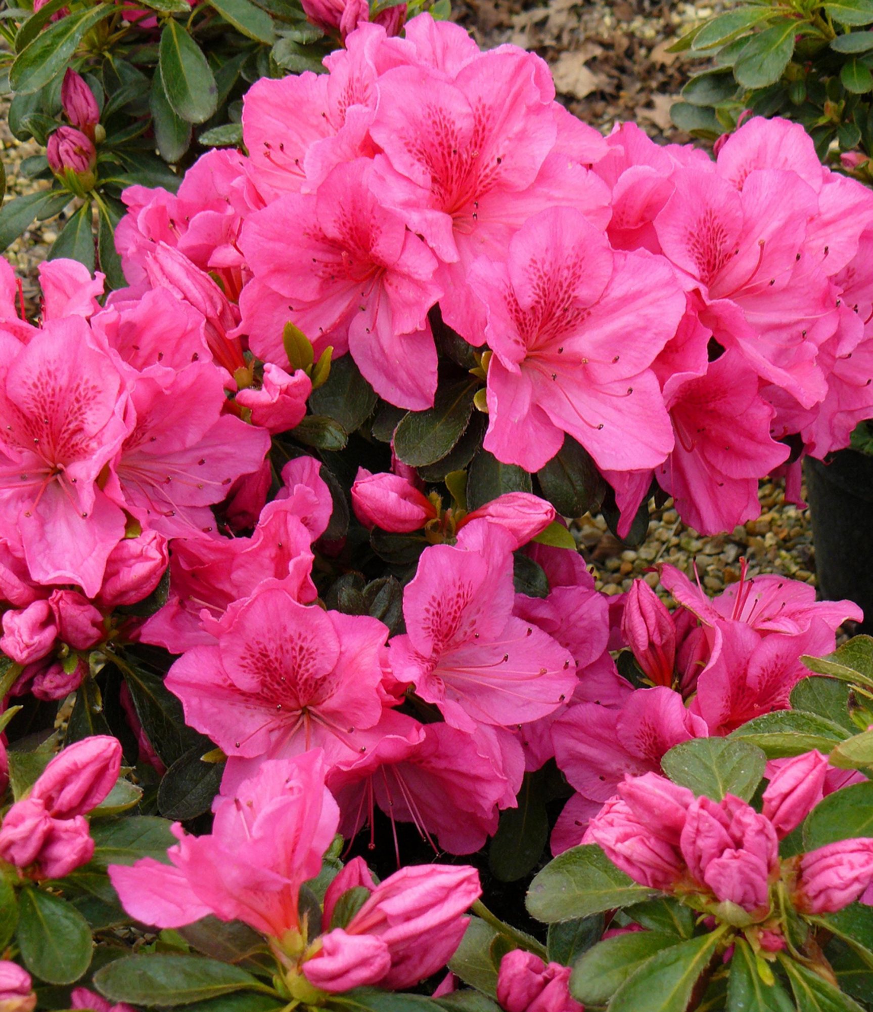 EVERGREEN AZALEA 'Dearest' 2L - Willowbrook Nursery and Garden Centre
