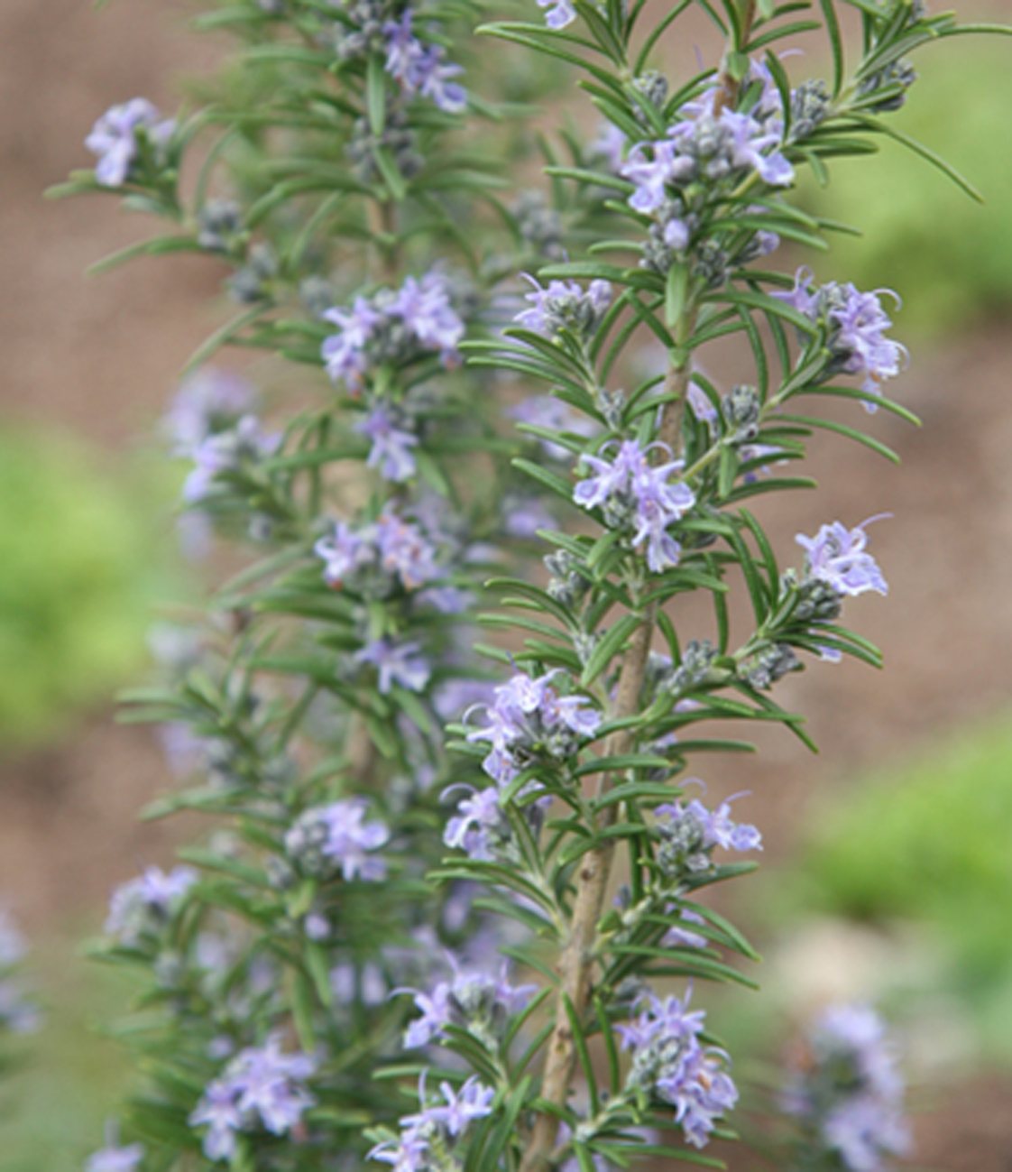 Rosmarinus officinalis 'Miss Jessops Upright' 3L Willowbrook Nursery