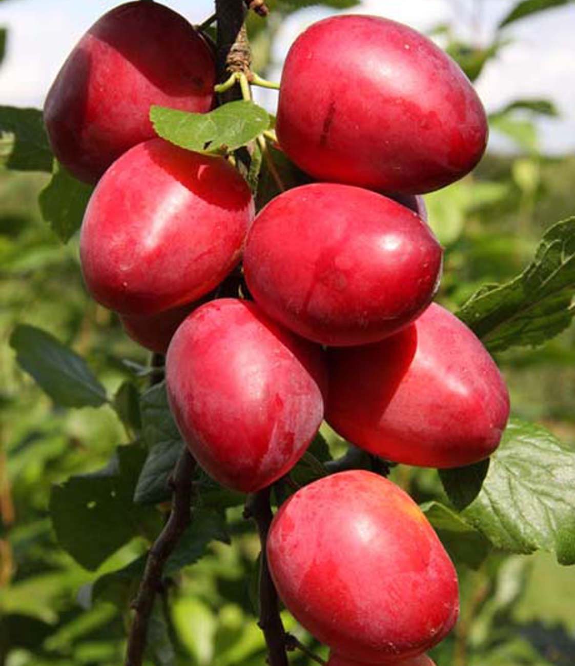 Mirabelle (Prunus) 'Ruby' COLUMNAR™ - Bush - VVA-1 12L - Willowbrook ...