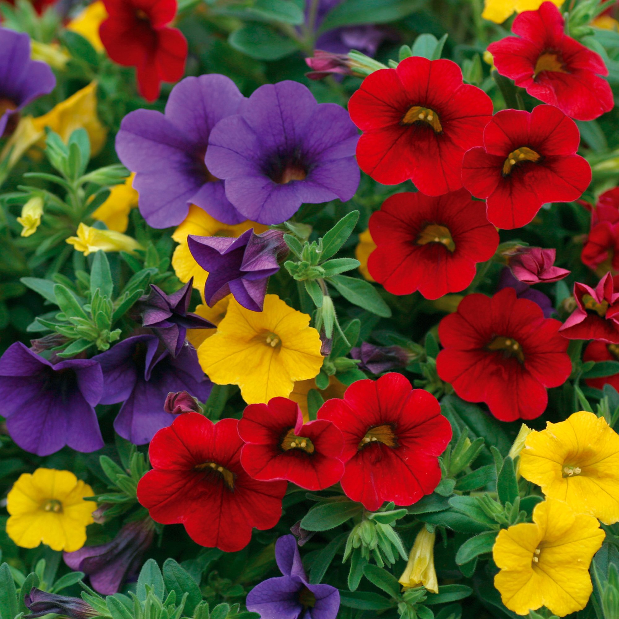 Trixi 'Bolero' 1L - Willowbrook Nursery and Garden Centre