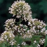 Centranthus ruber 'Albus' 2L - Willowbrook Nursery and Garden Centre