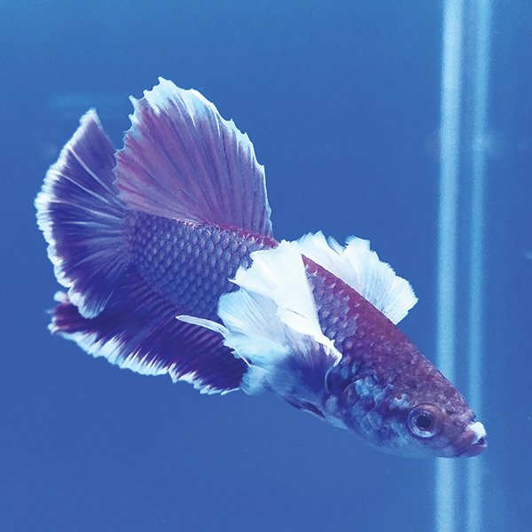 Elephant ear sales siamese fighting fish