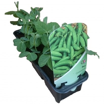 Peas (Hurst Greenshaft/Onward) STRIP Peas (Hurst Greenshaft/Onward) STRIP