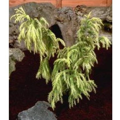 Cryptomeria japonica Sekkan-Sugi 3L Cryptomeria japonica Sekkan-Sugi 3L