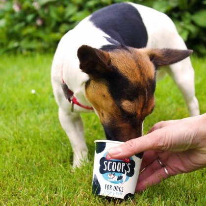MARSHFIELD FARM Scoops Dog Ice Cream 125ml MARSHFIELD FARM Scoops Dog Ice Cream 125ml