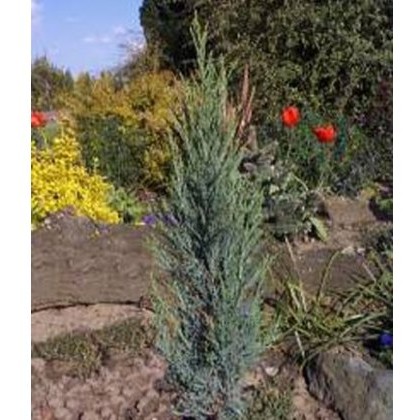 Juniperus scopulorum Blue Arrow 3L Juniperus scopulorum Blue Arrow 3L