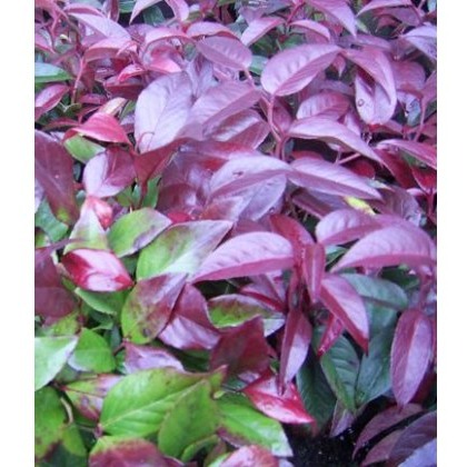 Leucothoe Lovita 2L Leucothoe Lovita 2L
