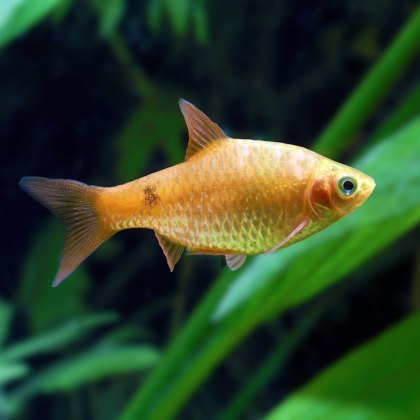 BARBS Rosy