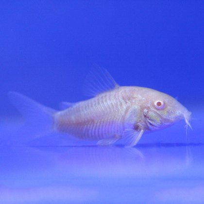 Catfish