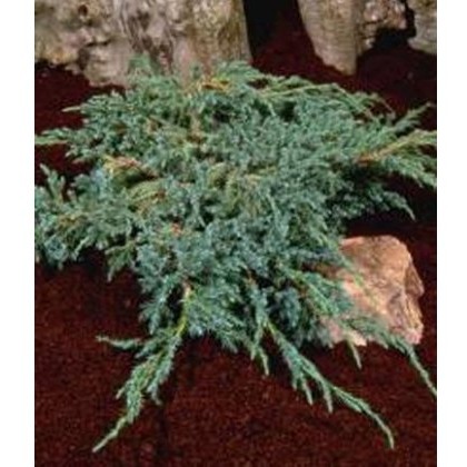 Juniperus squamata Blue Carpet 3L Juniperus squamata Blue Carpet 3L