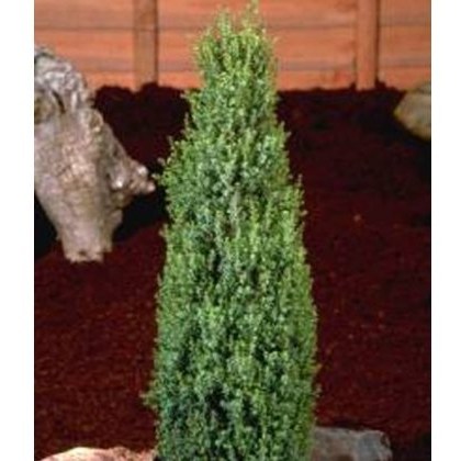 Juniperus communis Compressa 3L Juniperus communis Compressa 3L