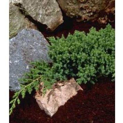 Juniperus procumbens Nana 3L Juniperus procumbens Nana 3L