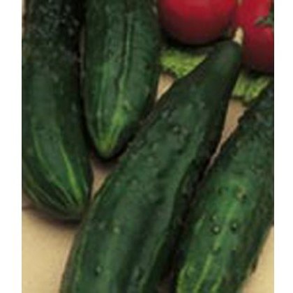 Cucumber Burpless Tasty Green 9cm Cucumber Burpless Tasty Green 9cm