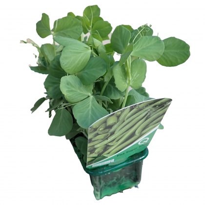 Peas - Sugar Snap (Delikett) STRIP Peas - Sugar Snap (Delikett) STRIP