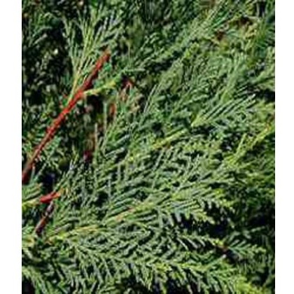 x Cuprocyparis Leylandii 2L x Cuprocyparis Leylandii 2L