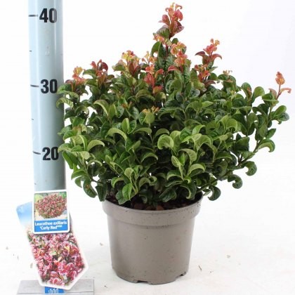 Leucothoe axillaris Curly Red 2L Leucothoe axillaris Curly Red 2L