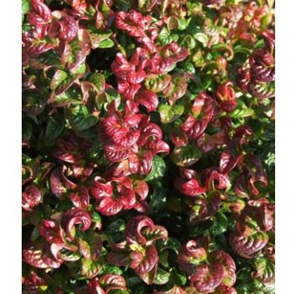 Leucothoe axillaris Curly Red 2L Leucothoe axillaris Curly Red 2L