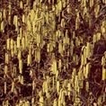 Corylus avellana Contorta 5L Corylus avellana Contorta 5L