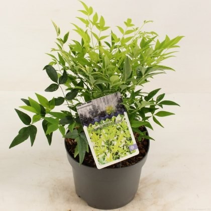 Nandina domestica Lemon and Lime 2L Nandina domestica Lemon and Lime 2L