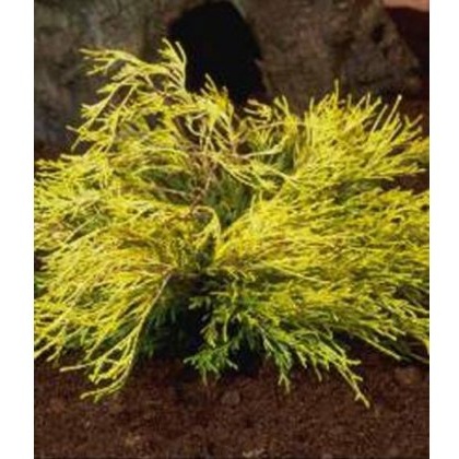 Chamaecyparis pisifera Filifera aurea 3L Chamaecyparis pisifera Filifera aurea 3L