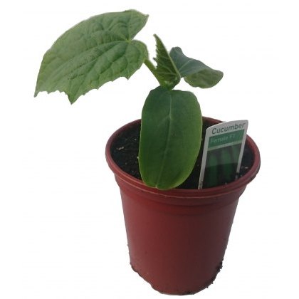 Cucumber Femspot 8.5cm/9cm Cucumber Femspot 8.5cm/9cm