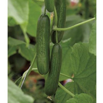 Cucumber Pasandra (Mini) 9cm Cucumber Pasandra (Mini) 9cm
