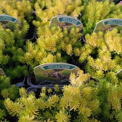 SUMMER HEATHER Erica vagans Yellow John 9cm