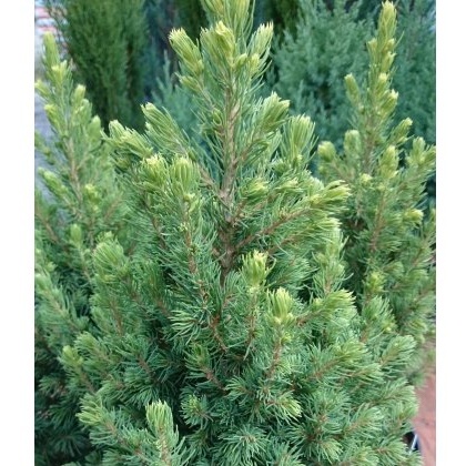 Picea glauca Rainbows End 3L Picea glauca Rainbows End 3L