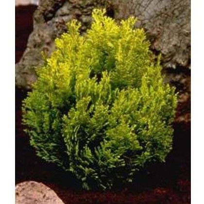 Conifers