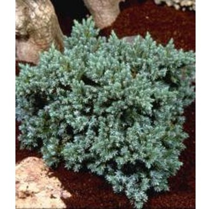 Juniperus squamata Blue Star 3L Juniperus squamata Blue Star 3L