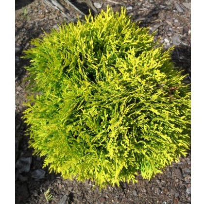 Thuja occidentalis Mirjam 3L Thuja occidentalis Mirjam 3L