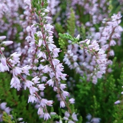 SUMMER HEATHER Calluna vulgaris Forest Fire 9cm