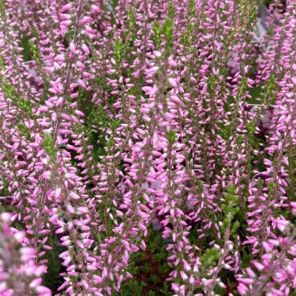 GARDEN GIRLS Calluna vulgaris Lena 9cm