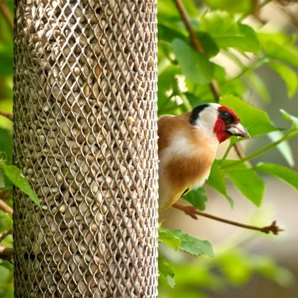 PECKISH All Weather Sunflower Heart Feeder PECKISH All Weather Sunflower Heart Feeder
