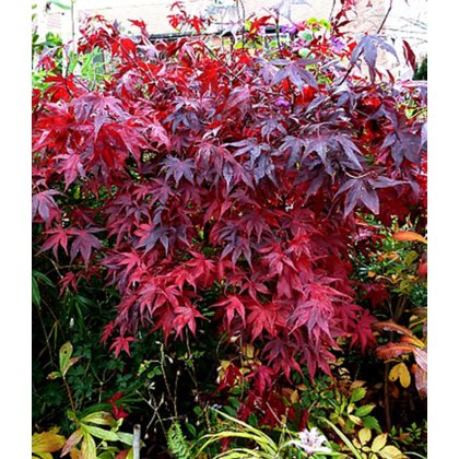 Acers